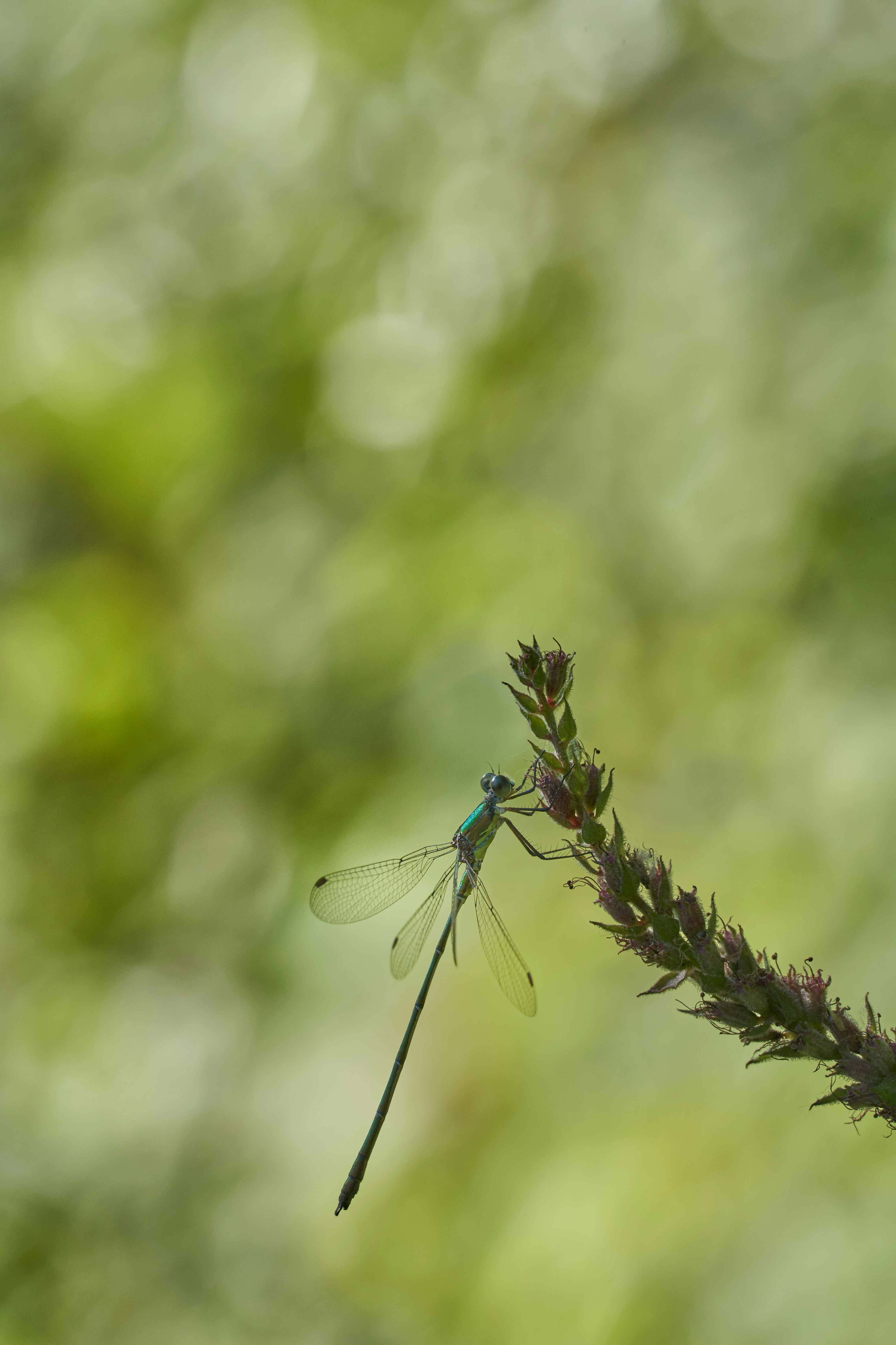 blue damselfly perched on green plant during daytime